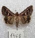  ( - MACN-Bar-Lep-ct 01400)  @13 [ ] Copyright (2013) MACN Museo Argentino de Ciencias Naturales "Bernardino Rivadavia"