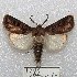  (Agrotis sp - MACN-Bar-Lep-ct 01682)  @14 [ ] Copyright (2013) MACN Museo Argentino de Ciencias Naturales "Bernardino Rivadavia"