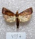  ( - MACN-Bar-Lep-ct 04097)  @12 [ ] Copyright (2013) MACN Museo Argentino de Ciencias Naturales "Bernardino Rivadavia"