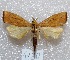  (Xubida sp - MACN-Bar-Lep-ct 04130)  @14 [ ] Copyright (2013) MACN Museo Argentino de Ciencias Naturales "Bernardino Rivadavia"
