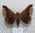  ( - MACN-Bar-Lep-ct 04144)  @14 [ ] Copyright (2013) MACN Museo Argentino de Ciencias Naturales "Bernardino Rivadavia"