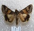  ( - MACN-Bar-Lep-ct 04171)  @14 [ ] Copyright (2013) MACN Museo Argentino de Ciencias Naturales "Bernardino Rivadavia"