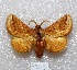  ( - MACN-Bar-Lep-ct 04243)  @14 [ ] Copyright (2013) MACN Museo Argentino de Ciencias Naturales "Bernardino Rivadavia"