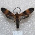  (Correbidia lycoides - MACN-Bar-Lep-ct 04301)  @14 [ ] Copyright (2013) MACN Museo Argentino de Ciencias Naturales "Bernardino Rivadavia"