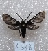  ( - MACN-Bar-Lep-ct 04318)  @12 [ ] Copyright (2013) MACN Museo Argentino de Ciencias Naturales "Bernardino Rivadavia"