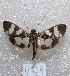  ( - MACN-Bar-Lep-ct 04324)  @11 [ ] Copyright (2013) MACN Museo Argentino de Ciencias Naturales "Bernardino Rivadavia"