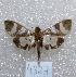  ( - MACN-Bar-Lep-ct 04327)  @11 [ ] Copyright (2013) MACN Museo Argentino de Ciencias Naturales "Bernardino Rivadavia"