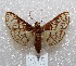  (Polygrammodes sp - MACN-Bar-Lep-ct 04395)  @15 [ ] Copyright (2013) MACN Museo Argentino de Ciencias Naturales "Bernardino Rivadavia"
