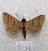  ( - MACN-Bar-Lep-ct 04468)  @14 [ ] Copyright (2013) MACN Museo Argentino de Ciencias Naturales "Bernardino Rivadavia"