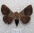  ( - MACN-Bar-Lep-ct 04471)  @14 [ ] Copyright (2013) MACN Museo Argentino de Ciencias Naturales "Bernardino Rivadavia"
