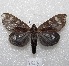  (Dysschema lucifer - MACN-Bar-Lep-ct 04528)  @14 [ ] Copyright (2013) MACN Museo Argentino de Ciencias Naturales "Bernardino Rivadavia"