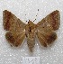  ( - MACN-Bar-Lep-ct 04539)  @14 [ ] Copyright (2013) MACN Museo Argentino de Ciencias Naturales "Bernardino Rivadavia"