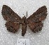  ( - MACN-Bar-Lep-ct 04541)  @13 [ ] Copyright (2013) MACN Museo Argentino de Ciencias Naturales "Bernardino Rivadavia"
