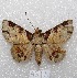  ( - MACN-Bar-Lep-ct 04542)  @14 [ ] Copyright (2013) MACN Museo Argentino de Ciencias Naturales "Bernardino Rivadavia"