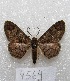  ( - MACN-Bar-Lep-ct 04564)  @14 [ ] Copyright (2013) MACN Museo Argentino de Ciencias Naturales "Bernardino Rivadavia"