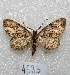  (Stenalcidia sp. PL1 - MACN-Bar-Lep-ct 04583)  @14 [ ] Copyright (2013) MACN Museo Argentino de Ciencias Naturales "Bernardino Rivadavia"