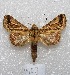  ( - MACN-Bar-Lep-ct 04602)  @14 [ ] Copyright (2013) MACN Museo Argentino de Ciencias Naturales "Bernardino Rivadavia"