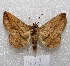  (Itomia sp - MACN-Bar-Lep-ct 04607)  @15 [ ] Copyright (2013) MACN Museo Argentino de Ciencias Naturales "Bernardino Rivadavia"