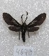  ( - MACN-Bar-Lep-ct 04670)  @12 [ ] Copyright (2013) MACN Museo Argentino de Ciencias Naturales "Bernardino Rivadavia"