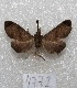  (Palthis bizialis - MACN-Bar-Lep-ct 04772)  @13 [ ] Copyright (2013) MACN Museo Argentino de Ciencias Naturales "Bernardino Rivadavia"