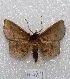  (Radosa sp - MACN-Bar-Lep-ct 04784)  @14 [ ] Copyright (2013) MACN Museo Argentino de Ciencias Naturales "Bernardino Rivadavia"