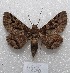  ( - MACN-Bar-Lep-ct 04806)  @14 [ ] Copyright (2013) MACN Museo Argentino de Ciencias Naturales "Bernardino Rivadavia"