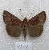  ( - MACN-Bar-Lep-ct 04841)  @14 [ ] Copyright (2013) MACN Museo Argentino de Ciencias Naturales "Bernardino Rivadavia"