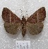  ( - MACN-Bar-Lep-ct 04874)  @14 [ ] Copyright (2013) MACN Museo Argentino de Ciencias Naturales "Bernardino Rivadavia"