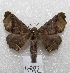  ( - MACN-Bar-Lep-ct 04992)  @14 [ ] Copyright (2013) MACN Museo Argentino de Ciencias Naturales "Bernardino Rivadavia"