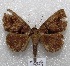  ( - MACN-Bar-Lep-ct 05009)  @11 [ ] Copyright (2013) MACN Museo Argentino de Ciencias Naturales "Bernardino Rivadavia"