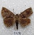  (Nymbis iniqua - MACN-Bar-Lep-ct 05034)  @14 [ ] Copyright (2013) MACN Museo Argentino de Ciencias Naturales "Bernardino Rivadavia"