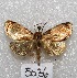  ( - MACN-Bar-Lep-ct 05036)  @14 [ ] Copyright (2013) MACN Museo Argentino de Ciencias Naturales "Bernardino Rivadavia"