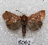  (Hampsonodes sp. PL1 - MACN-Bar-Lep-ct 05062)  @13 [ ] Copyright (2013) MACN Museo Argentino de Ciencias Naturales "Bernardino Rivadavia"