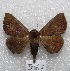  ( - MACN-Bar-Lep-ct 05067)  @14 [ ] Copyright (2013) MACN Museo Argentino de Ciencias Naturales "Bernardino Rivadavia"