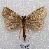  (Ischnopteris sp. PL1 - MACN-Bar-Lep-ct 05068)  @14 [ ] Copyright (2013) MACN Museo Argentino de Ciencias Naturales "Bernardino Rivadavia"