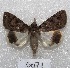  ( - MACN-Bar-Lep-ct 05071)  @14 [ ] Copyright (2013) MACN Museo Argentino de Ciencias Naturales "Bernardino Rivadavia"