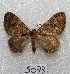  ( - MACN-Bar-Lep-ct 05073)  @13 [ ] Copyright (2013) MACN Museo Argentino de Ciencias Naturales "Bernardino Rivadavia"
