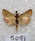  (Hyalorista exuvialis - MACN-Bar-Lep-ct 05091)  @13 [ ] Copyright (2013) MACN Museo Argentino de Ciencias Naturales "Bernardino Rivadavia"