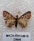  (Leptostales sp. PL1 - MACN-Bar-Lep-ct 05096)  @13 [ ] Copyright (2013) MACN Museo Argentino de Ciencias Naturales "Bernardino Rivadavia"