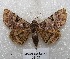  ( - MACN-Bar-Lep-ct 05152)  @14 [ ] Copyright (2013) MACN Museo Argentino de Ciencias Naturales "Bernardino Rivadavia"