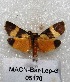  ( - MACN-Bar-Lep-ct 05170)  @11 [ ] Copyright (2013) MACN Museo Argentino de Ciencias Naturales "Bernardino Rivadavia"