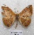  (Herbita sp - MACN-Bar-Lep-ct 05175)  @13 [ ] Copyright (2013) MACN Museo Argentino de Ciencias Naturales "Bernardino Rivadavia"