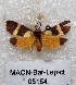  (Cisthene blanda - MACN-Bar-Lep-ct 05184)  @13 [ ] Copyright (2013) MACN Museo Argentino de Ciencias Naturales "Bernardino Rivadavia"
