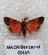  ( - MACN-Bar-Lep-ct 05186)  @12 [ ] Copyright (2013) MACN Museo Argentino de Ciencias Naturales "Bernardino Rivadavia"