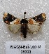  ( - MACN-Bar-Lep-ct 05303)  @14 [ ] Copyright (2013) MACN Museo Argentino de Ciencias Naturales "Bernardino Rivadavia"