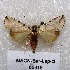  (Ensipia sp - MACN-Bar-Lep-ct 05318)  @14 [ ] Copyright (2013) MACN Museo Argentino de Ciencias Naturales "Bernardino Rivadavia"