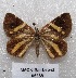  (Heterusia - MACN-Bar-Lep-ct 05358)  @14 [ ] Copyright (2013) MACN Museo Argentino de Ciencias Naturales "Bernardino Rivadavia"