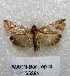  ( - MACN-Bar-Lep-ct 05391)  @13 [ ] Copyright (2013) MACN Museo Argentino de Ciencias Naturales "Bernardino Rivadavia"
