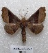  (Pero albivena - MACN-Bar-Lep-ct 05446)  @14 [ ] Copyright (2013) MACN Museo Argentino de Ciencias Naturales "Bernardino Rivadavia"