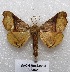  ( - MACN-Bar-Lep-ct 05462)  @15 [ ] Copyright (2013) MACN Museo Argentino de Ciencias Naturales "Bernardino Rivadavia"